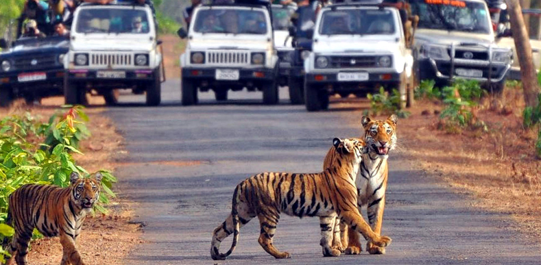 Jim Corbett with Nainital Tour